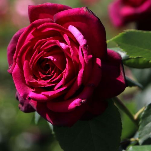 Rosa Gräfin Diana® - rosa - Árbol de Rosas Inglesa - rosal de pie alto- forma de corona de tallo recto